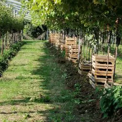 Vigneto raccolta
