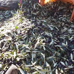 Raccolta olive