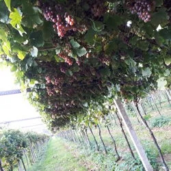 Uva in maturazione