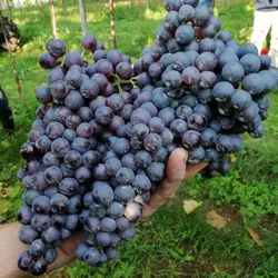 Corvina