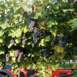 Vendemmia