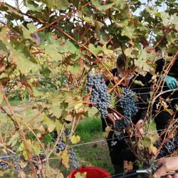Vendemmia Corvina