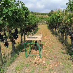Raccolta dell'uva per la produzione di Recioto