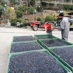 Raccolta olive