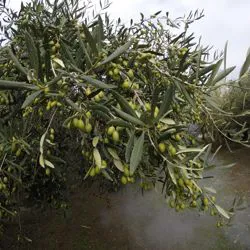Piante di olivo