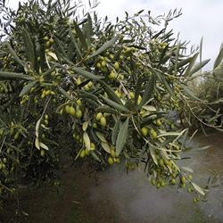 Piante di olivo