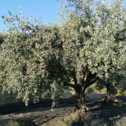 Raccolta delle olive