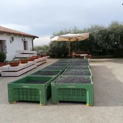 Casse di Olive